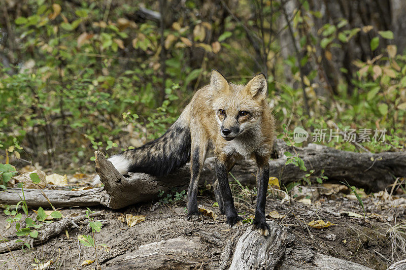 赤狐(Vulpes Vulpes)是食肉目哺乳动物。它是陆地上食肉动物中分布最广的，原产于加拿大、阿拉斯加、几乎所有邻近的美国、欧洲和北非